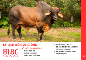 Tinh bò thịt Brahman